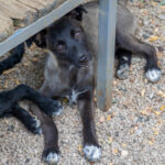 20260709-fotos-chiki-09