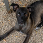 20260709-fotos-chiki-13