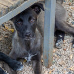 20260709-fotos-chiki-15