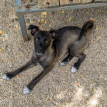 20260709-fotos-chiki-17