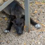 20260709-fotos-chiki-18
