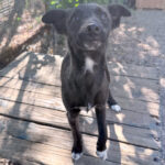 20260730-fotos-chiki-2