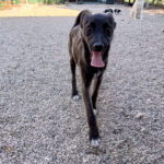 20260730-fotos-chiki-3