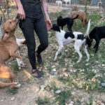 20260815-fotos-bark-1