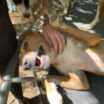 20260815-fotos-bark-2