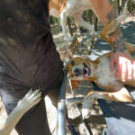 20260815-fotos-bark-3