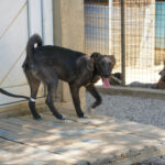 20260815-fotos-chiki-03
