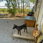 20260815-fotos-chiki-05