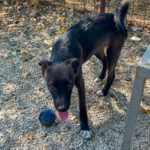 20260815-fotos-chiki-06
