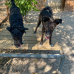 20260815-fotos-chiki-10
