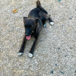 20260815-fotos-chiki-11