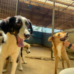 20260816-fotos-alfonso-13