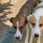 20260816-fotos-antonia-4