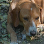 20260816-fotos-bark-1