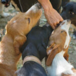 20260816-fotos-bark-2