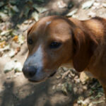 20260816-fotos-bark-3