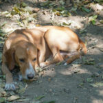 20260816-fotos-bark-4