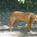 20260816-fotos-bark-5