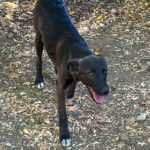 20260816-fotos-chiki-13