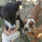20260817-fotos-bark-1