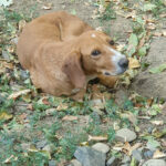 20260817-fotos-bark-2