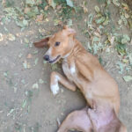 20260817-fotos-bark-3