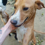 20260817-fotos-bark-4