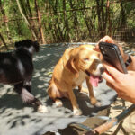20260817-fotos-bark-5