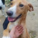 20260817-fotos-bark-6
