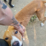 20260817-fotos-bark-7