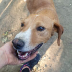 20260817-fotos-bark-8