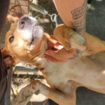 20260817-fotos-bark-9