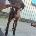 20260817-fotos-chiki-1