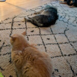 20260830-fotos-buddy-7