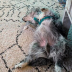 20260830-fotos-buddy-8