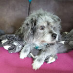 20260830-fotos-buddy-9